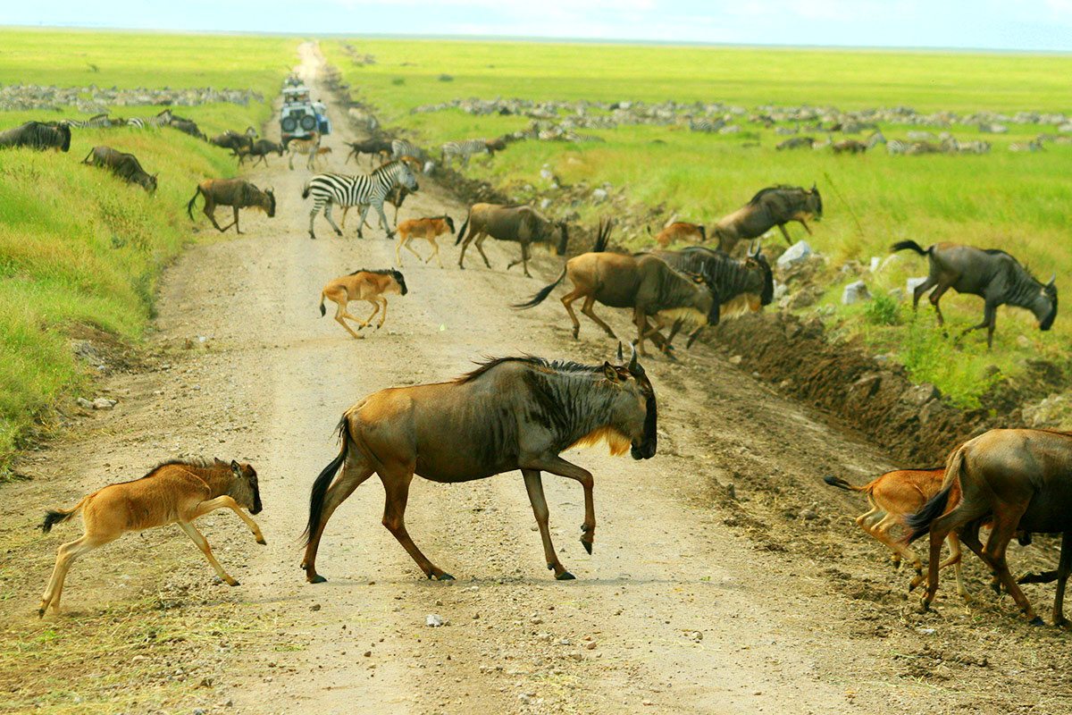 calvin safari in serengeti