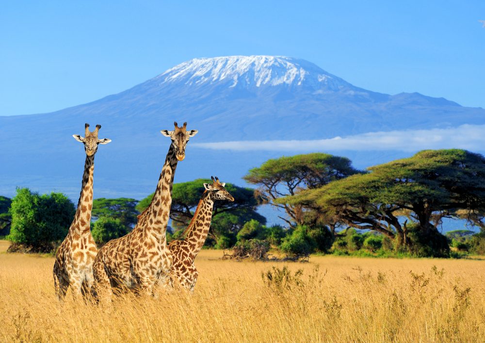 Kilimanjaro Natinal park