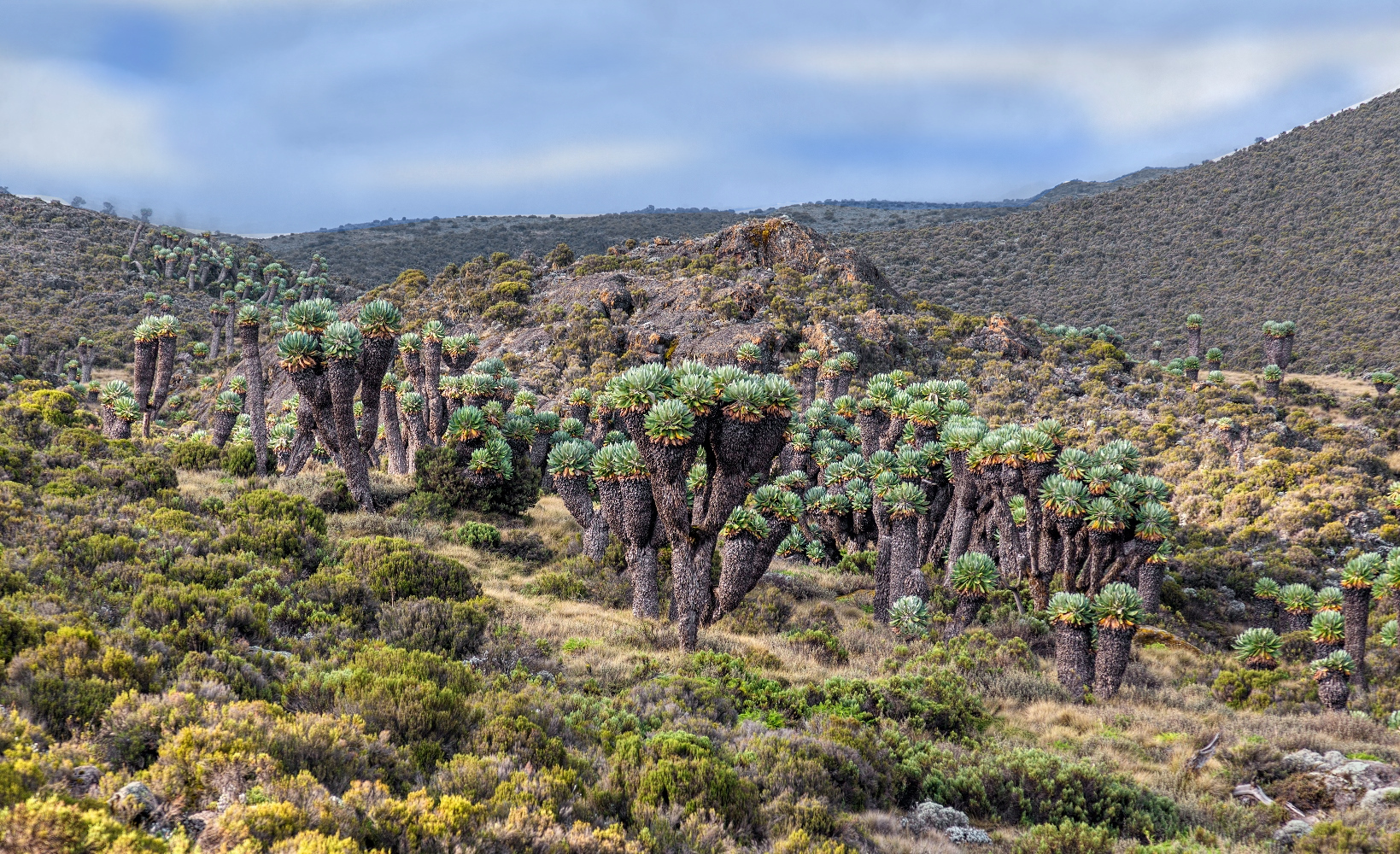 kilimanjaro climbing lemosho route