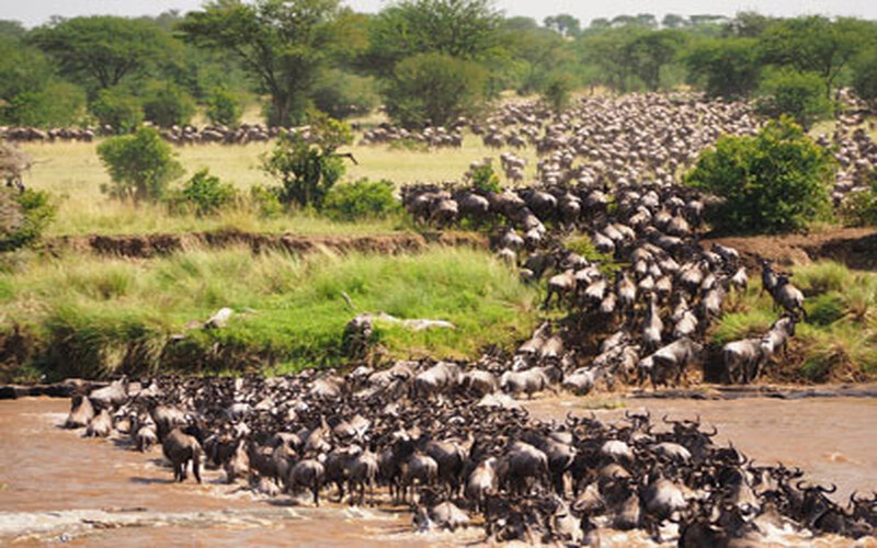 SERENGETI MIGRATION SAFARI