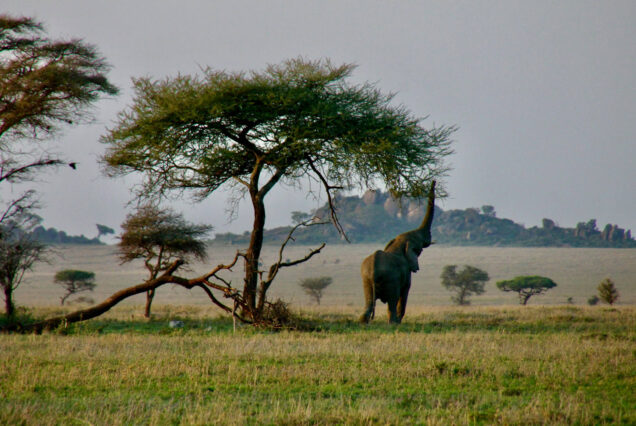 4 Days - Wildlife Safari