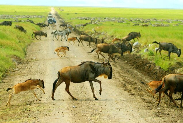 5 Days Ndutu Calving Season Wildebeest Migration