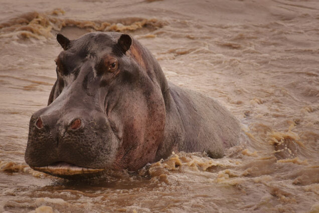 1 Day Lake Manyara National Park