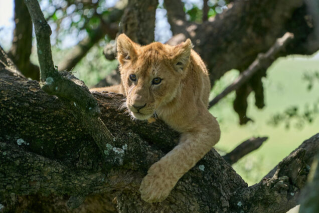 2 Days - Wildlife Safari