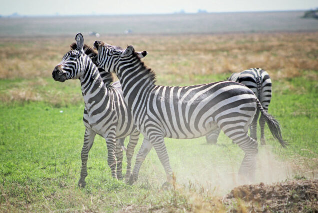1 Day Arusha National Park