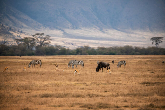 1 Day Ngorongoro Conservation Area