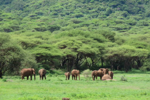 6 Days - Wildlife Safari