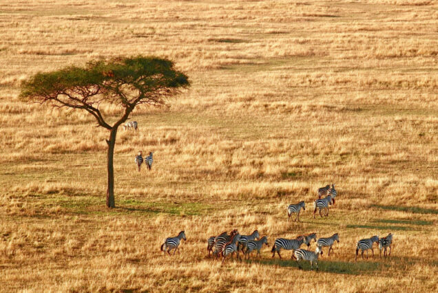 5 Days - Wildlife Safari
