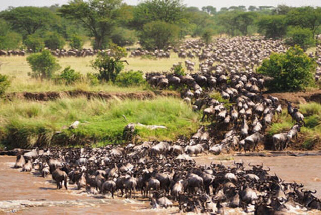 7 Days Wildebeest Migration River Crossing